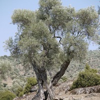 Photo de Turquie - La région de Didim